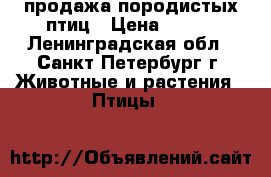 продажа породистых птиц › Цена ­ 200 - Ленинградская обл., Санкт-Петербург г. Животные и растения » Птицы   